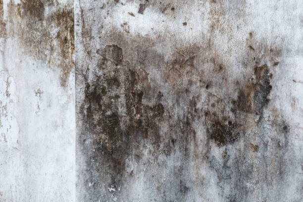 Reliable Center Line, MI Mold Removal Solutions
