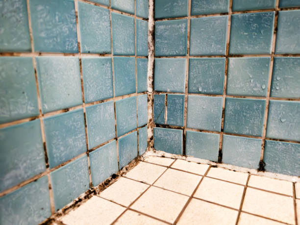 Best Mold Removal for HVAC Installations  in Center Line, MI
