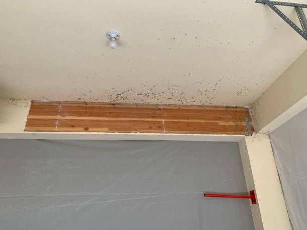 Best HVAC Mold Inspection and Cleaning  in Center Line, MI