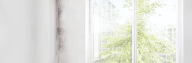 Best Basement Mold Removal  in Center Line, MI