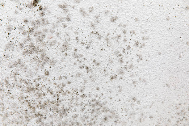 Best Environmental Consulting for Mold Prevention  in Center Line, MI