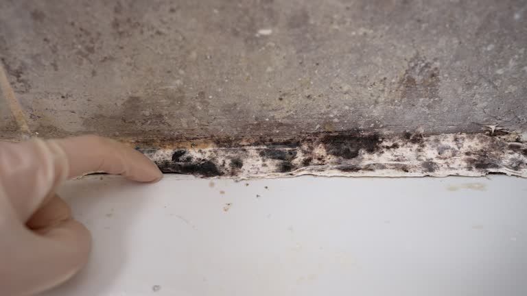 Mold Documentation for Insurance Claims in Center Line, MI